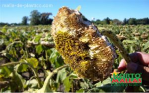 Girasol totalmente echado a perder.