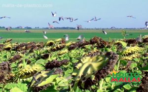 Aves en sembradio